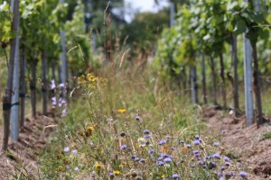 Flore diversifiée dans une jeune vigne de gewurztraminer au Lanzenberg